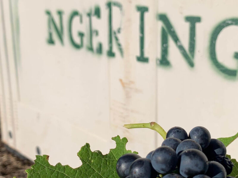Ngeringa Ngeringa
