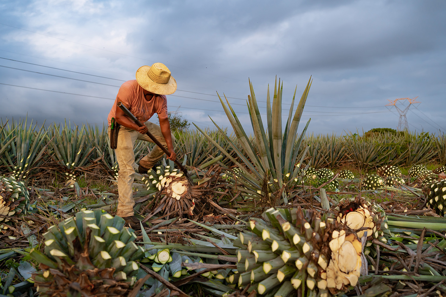 New Mezcal Arrivals