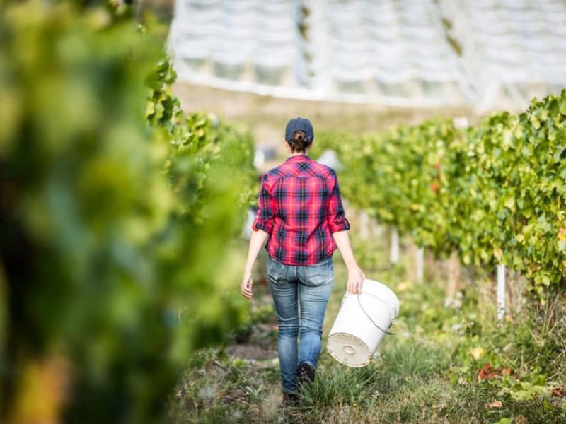 Bremley Vineyard