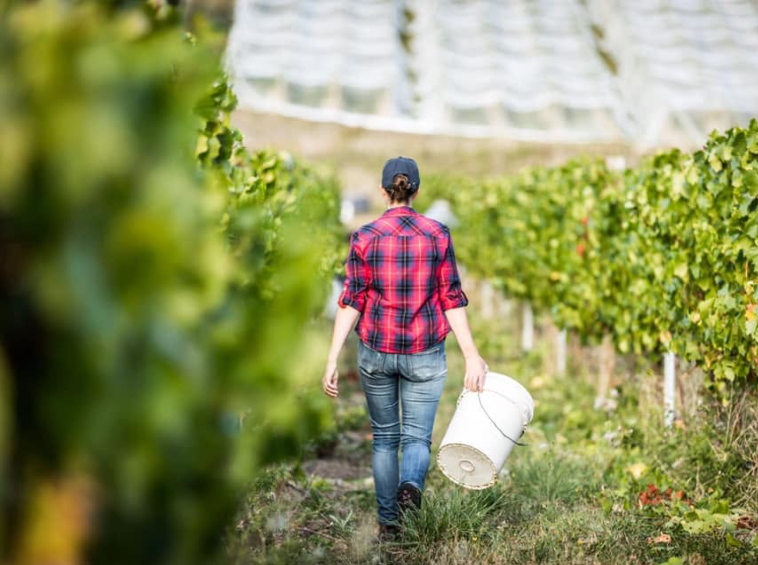 Bremley Vineyard